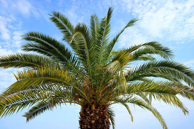 Low angle view of palm tree against sky