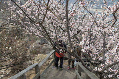 High angle view of people on staircase by plum blossoms outdoors