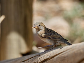 Close-up of bird perching on wood