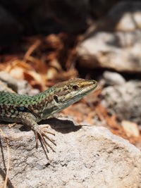 Close-up of lizard on rock