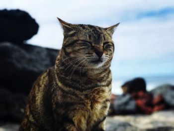 Close-up of a cat looking away