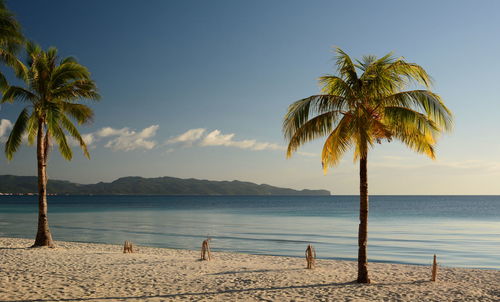 Palm trees on beach against sky