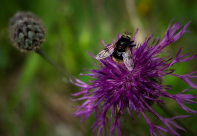 Close-up of bee pollinating on flower