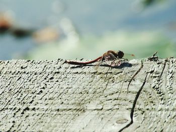 Close-up of ant on leaf