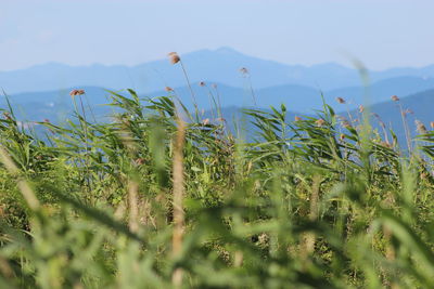 Plants growing on land against sky