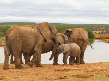 Elephants in the nature reserve in national park south africa