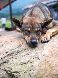 Close-up of a dog sleeping