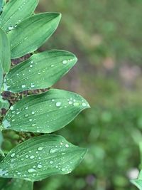 Close-up of wet plant leaves during rainy season