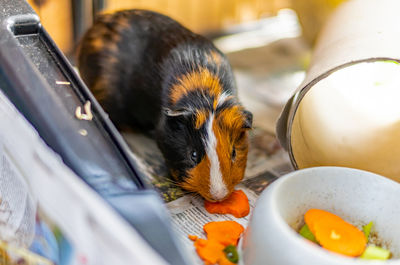 High angle view of dog eating food on table