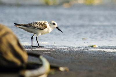Close-up of seagull on beach