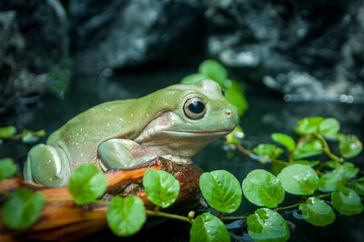 A cute little green frog among the rocks, brown wood and leaves