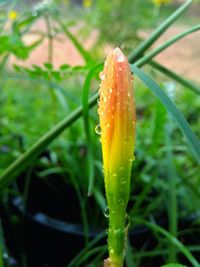 Close-up of wet orange flower