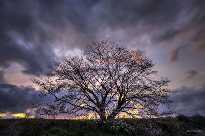 Bare tree against cloudy sky