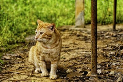 Portrait of cat sitting outdoors