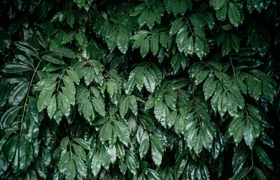 Green glossy leaves natural background. texture of leaves as background