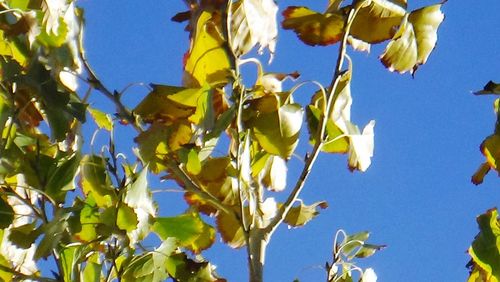 Low angle view of yellow flowers against clear sky