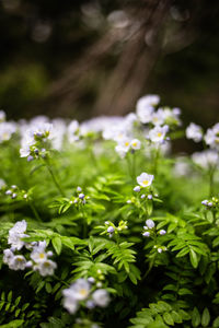 Close-up of white flowering plants on field