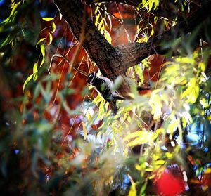 Bird perching on tree