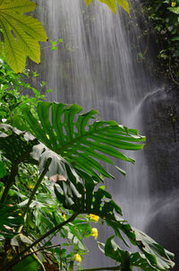 Scenic view of waterfall