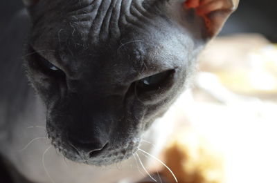 Close-up portrait of a cat