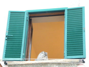 View of a cat looking through window