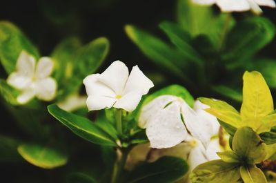 Close-up of white flowering plant