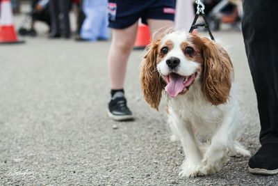 Low section of person with dog walking on road