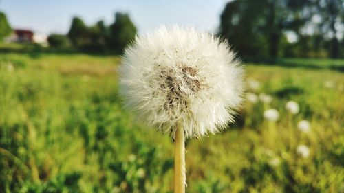 Close-up of dandelion on field