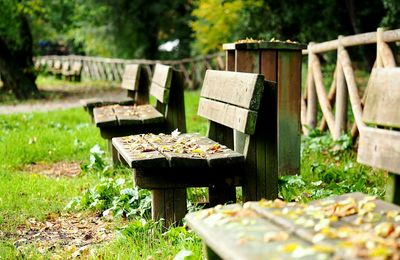 Table and trees on field