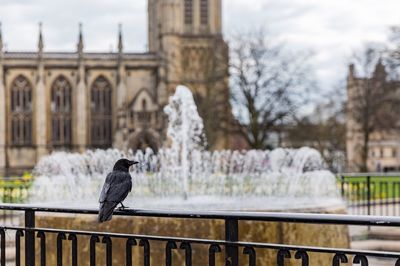 Close-up of a bird on railing against fountain