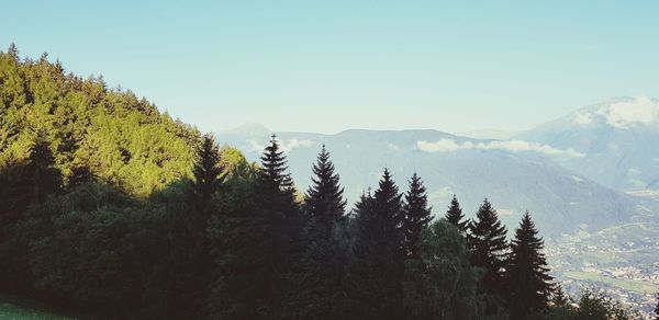 Scenic view of pine trees against sky