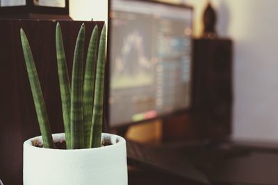 Close-up of potted plant on table at home