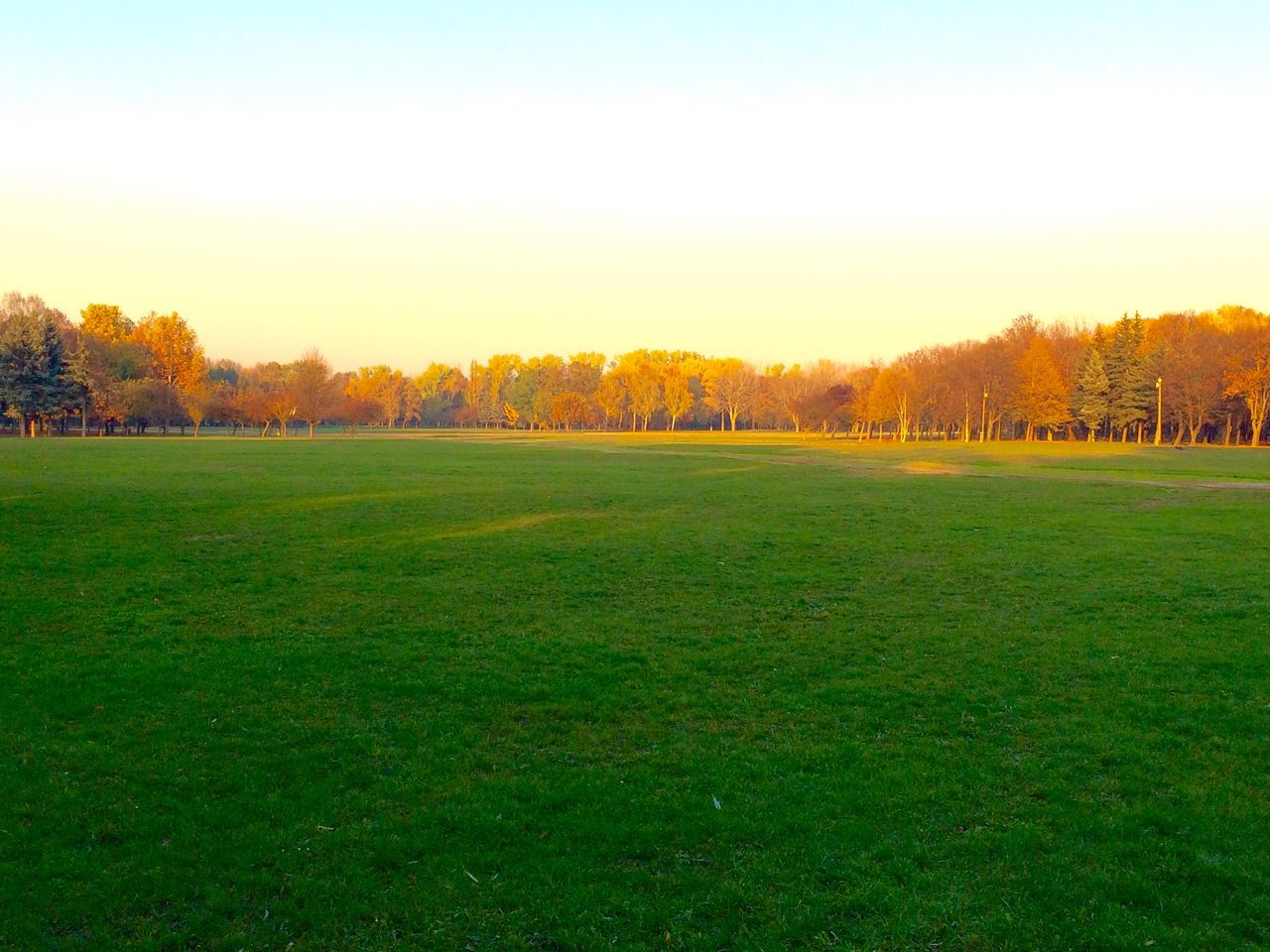 grass, tree, clear sky, field, tranquil scene, tranquility, landscape, grassy, beauty in nature, scenics, green color, nature, growth, sunset, copy space, sunlight, idyllic, sky, outdoors, orange color