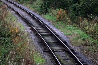 Railroad tracks amidst plants