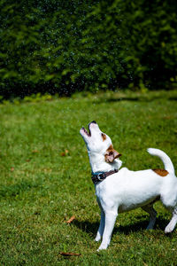 View of dog on field