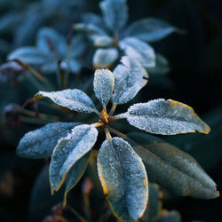 Close-up of frozen green plant