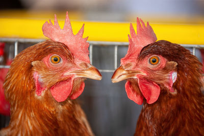 Close-up of rooster