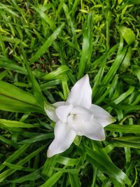 Close-up of white flowering plant on field