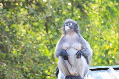 Portrait of monkey sitting on tree