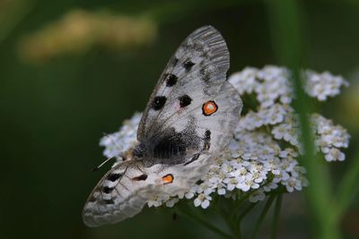 Close-up of butterfly pollinating on flower