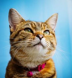 Close-up portrait of cat