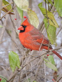 Close-up of bird perching on branch