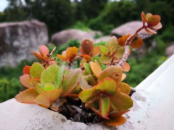 Close-up of succulent plant in pot