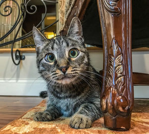 Close-up portrait of a cat