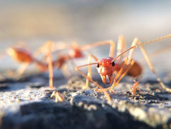 Close-up of insect