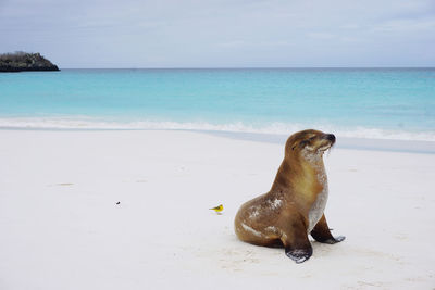 View of dog on beach