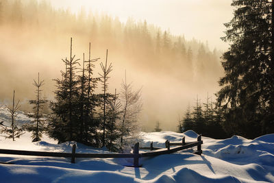 Snow covered pine trees in forest against sky