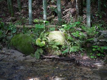 Close-up of plants growing on field