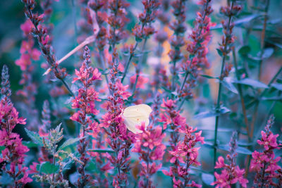 Close-up of pink flowering plants