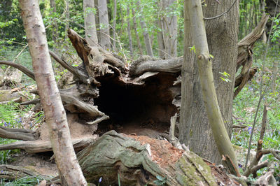 View of lizard on tree trunk in forest